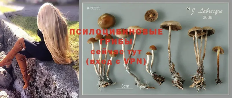 магазин    Орлов  Галлюциногенные грибы Psilocybine cubensis 